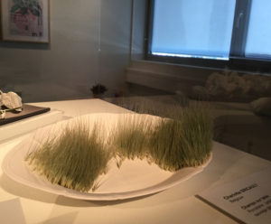 Concours international céramique Carouge exposition temporaire Hortus le jardin envahit la table