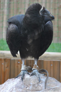 bebe urubu vautour