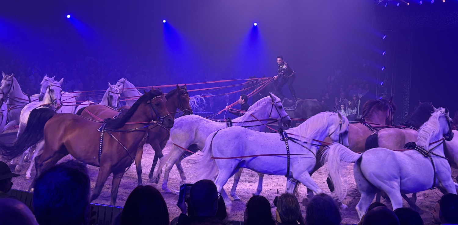 Geneve_Plaine_Plainpalais_Cirque_Knie_2025_Ivan_Frederic_Knie_equestre1