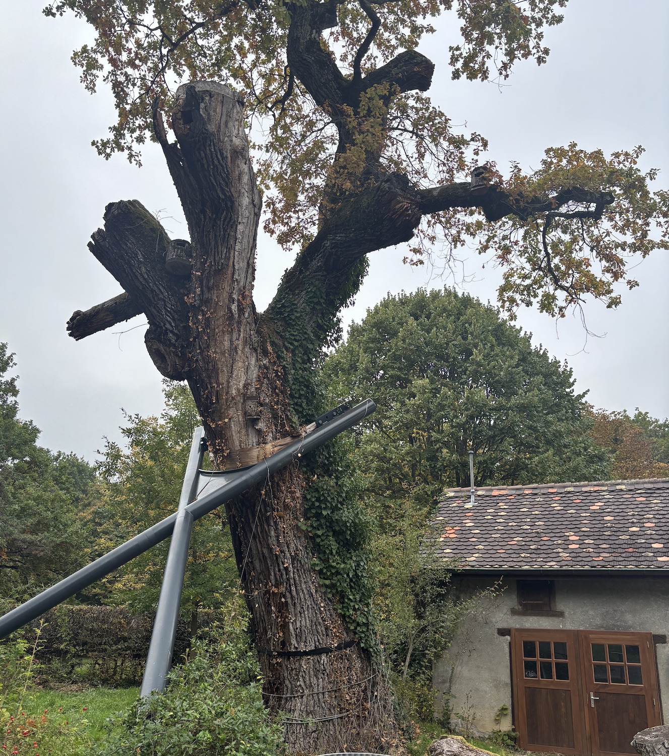 Geneve_Jussy_Bois_Maison_Foret_domaine_forestier_300_ans_2025_buanderie